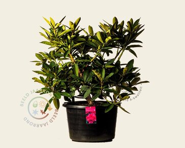 Rhododendron 'Wilgen's Ruby'