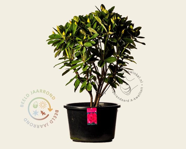 Rhododendron 'Red Jack'