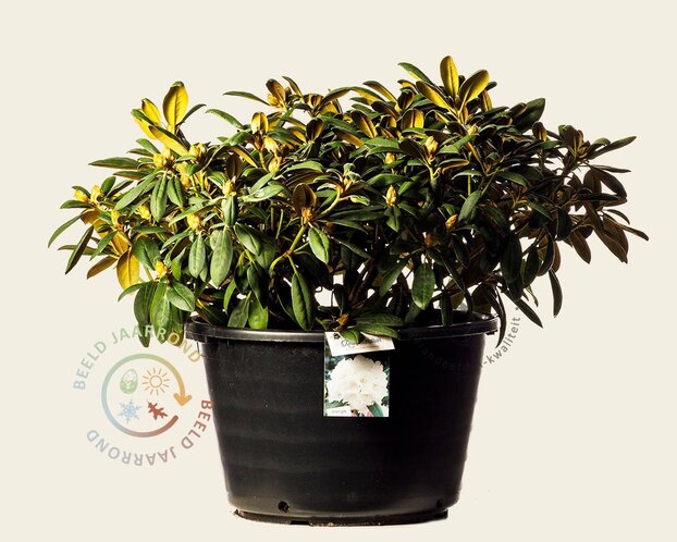 Rhododendron yakushimanum 'Porzellan'