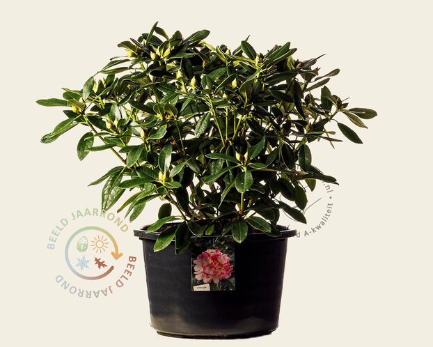 Rhododendron yakushimanum 'Percy Wiseman'