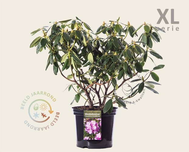 Rhododendron catawbiense 'Grandiflorum'