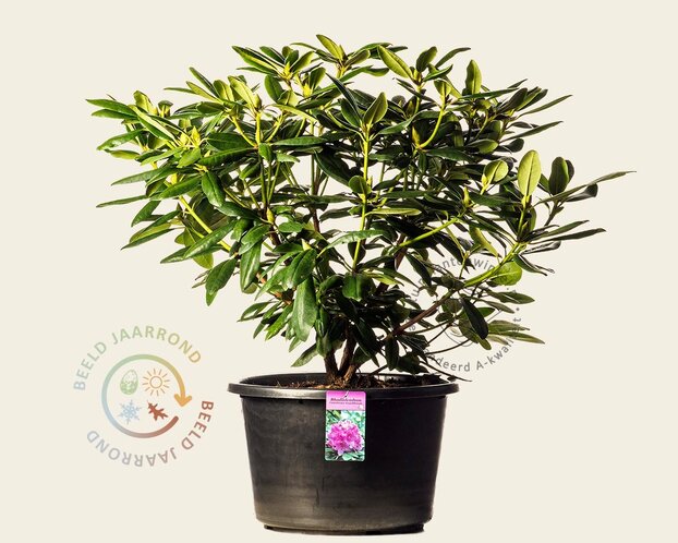 Rhododendron catawbiense 'Grandiflorum'