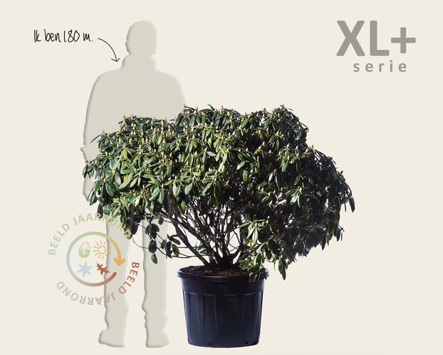 Rhododendron catawbiense 'Grandiflorum'