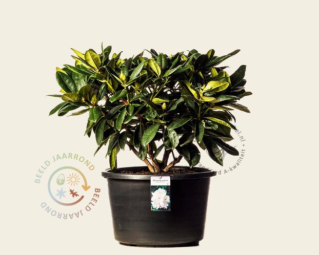 Rhododendron 'Gomer Waterer'