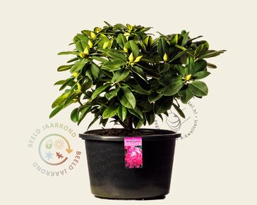 Rhododendron 'Germania'