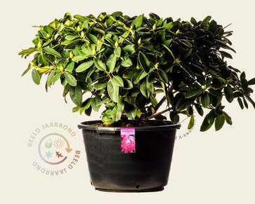 Rhododendron 'Germania'