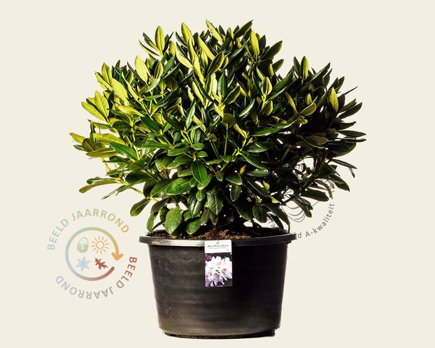 Rhododendron 'Cunningham's White'