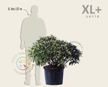 Rhododendron 'Cunningham's White'