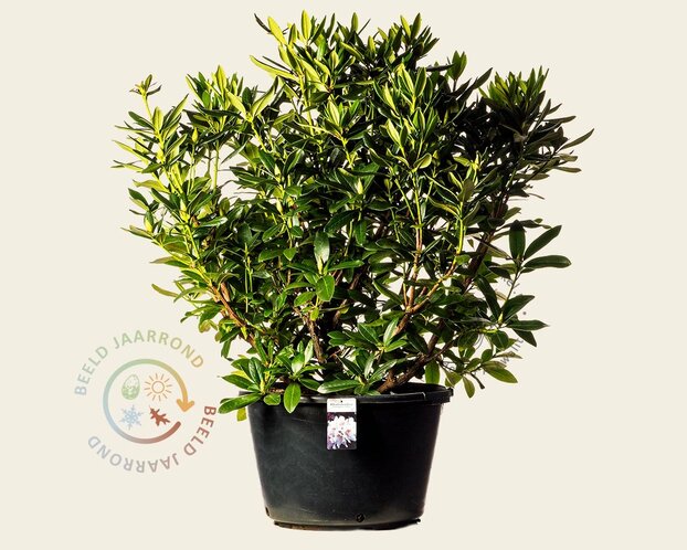 Rhododendron 'Cunningham's White'