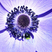 Anemone coronaria