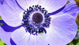 Anemone coronaria image