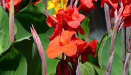 Canna image