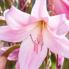 Crinum