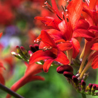 Montbretia bollen