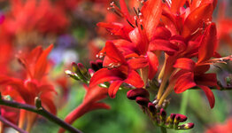 Montbretia bollen image