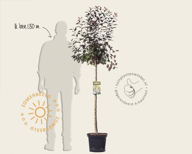 Prunus cistena - op stam