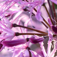 Nerine