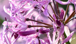 Nerine image