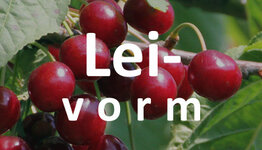 Lei kersenboom image