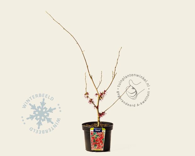 Hamamelis x intermedia 'Diane'