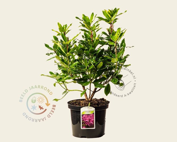 Rhododendron ponticum 'Roseum'