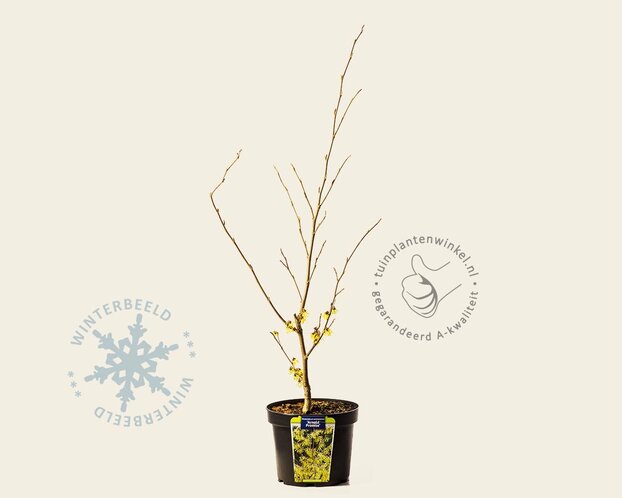 Hamamelis x intermedia 'Arnold Promise'