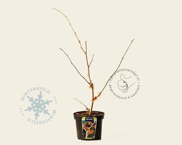 Hamamelis x intermedia 'Aphrodite'