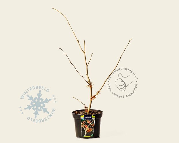Hamamelis x intermedia 'Aphrodite'