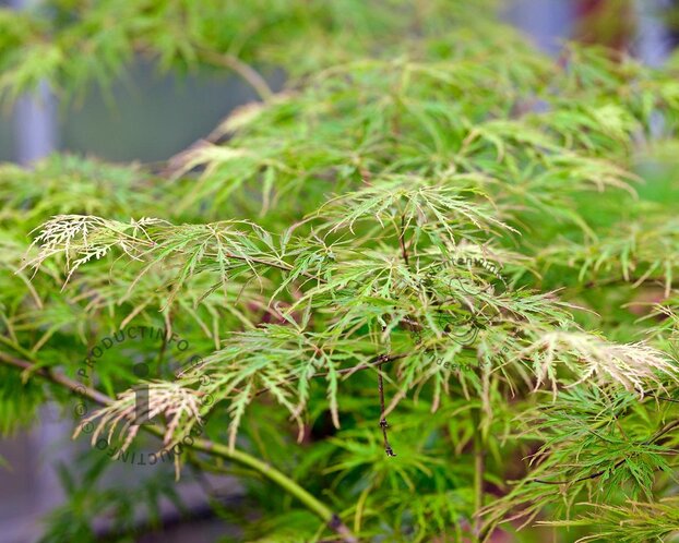 Acer palmatum 'Emerald Lace'