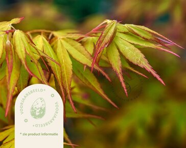 Acer palmatum 'Katsura'