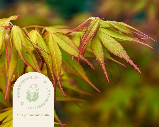 Acer palmatum 'Katsura'