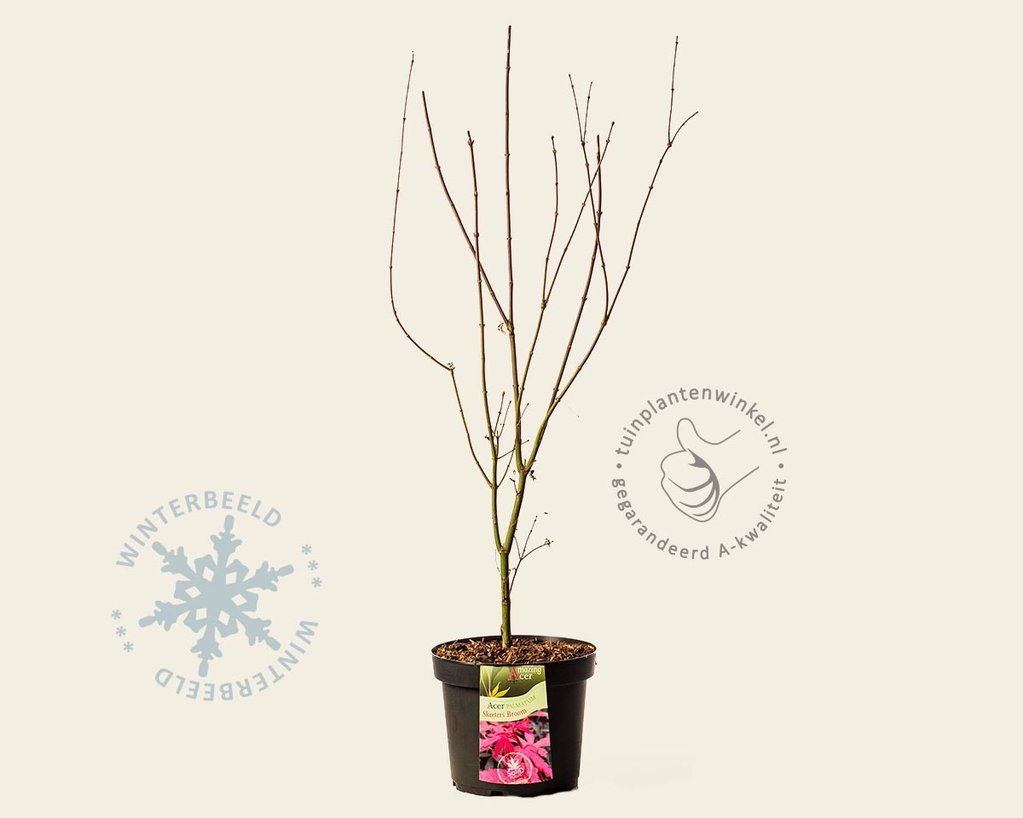 Acer palmatum 'Skeeter's Broom'
