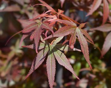 Acer palmatum 'Skeeter's Broom'