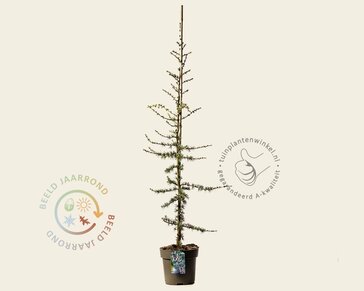 Cedrus libani 'Glauca'