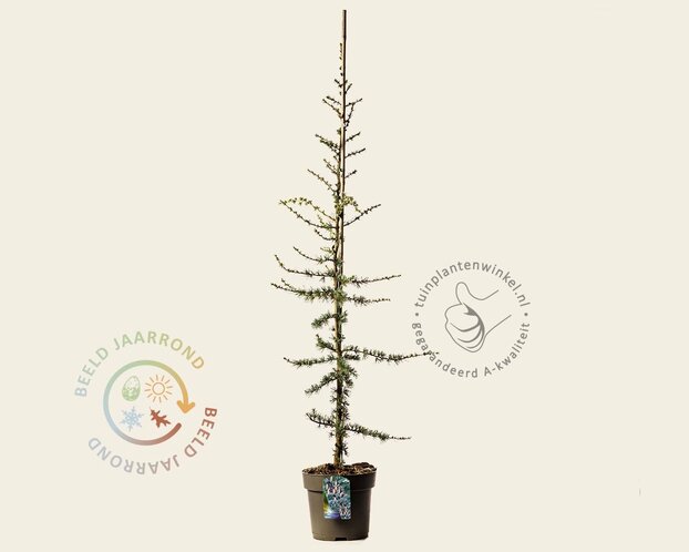 Cedrus libani 'Glauca'