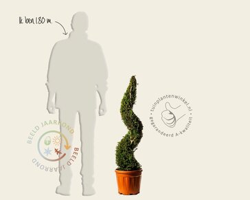 Cupressocyparis leylandii - spiraal