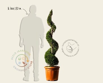 Cupressocyparis leylandii - spiraal