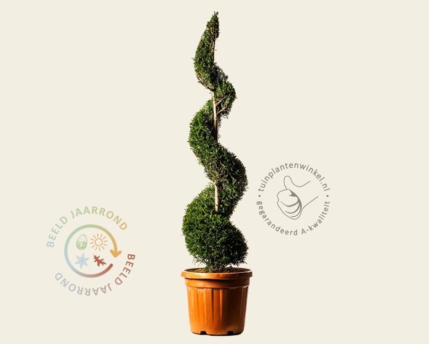 Cupressocyparis leylandii - spiraal