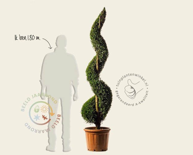 Cupressocyparis leylandii - spiraal