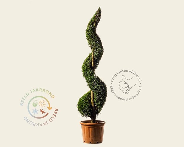 Cupressocyparis leylandii - spiraal