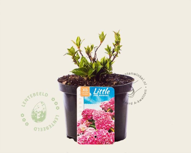 Hydrangea macrophylla 'Little Pink'