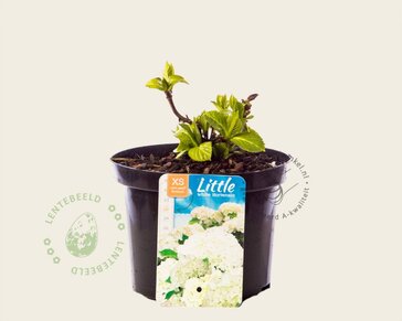 Hydrangea macrophylla 'Little White'