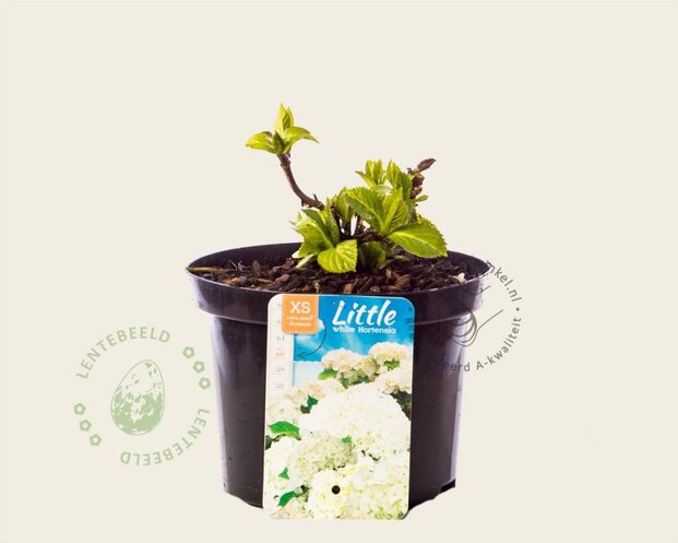 Hydrangea macrophylla 'Little White'
