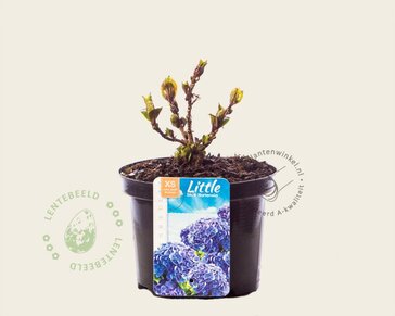 Hydrangea macrophylla 'Little Blue'