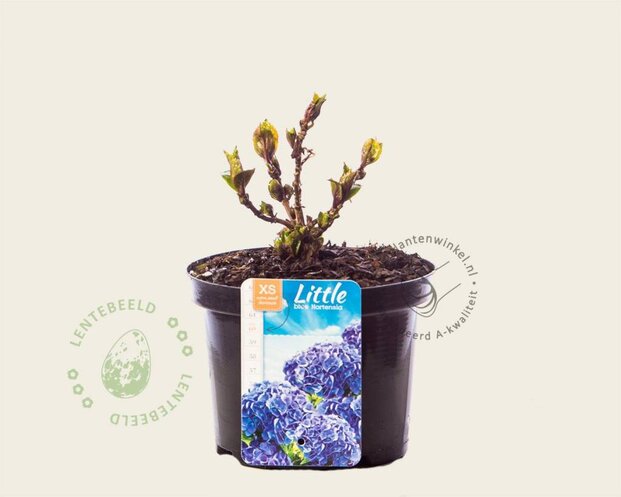 Hydrangea macrophylla 'Little Blue'