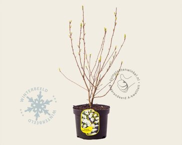 Exochorda 'Kolmaspirit Magical Springtime'
