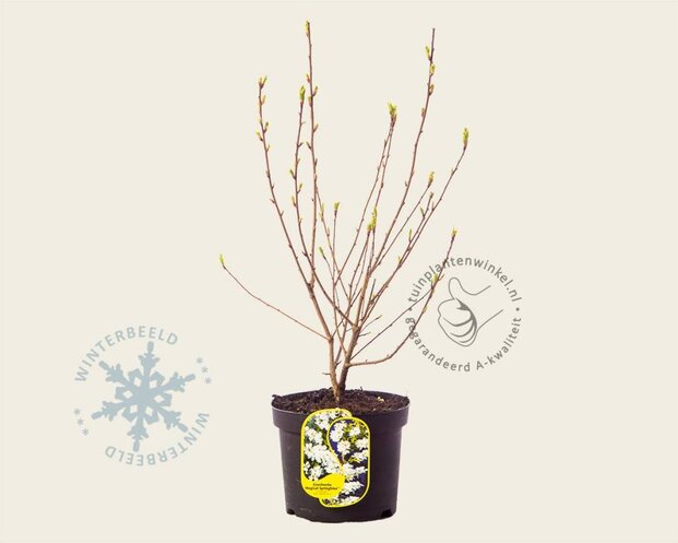 Exochorda 'Kolmaspirit Magical Springtime'