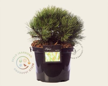 Pinus nigra 'Nana'