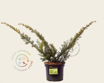 Taxus baccata 'Summergold'