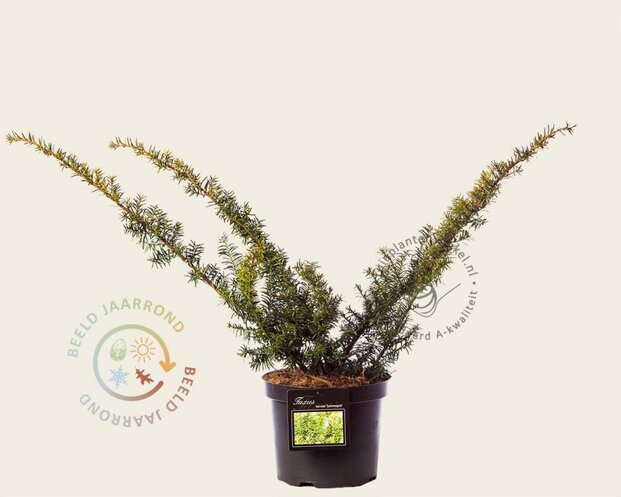 Taxus baccata 'Summergold'